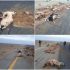 راننده تریلر، گوسفندان را قتل عام کرد و متواری شد +عکس
